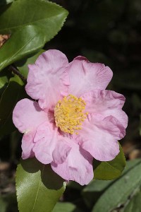 <em>Camellia </em>Cleopatra