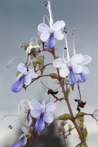Clerodendrum myricoides_Butterfly bush