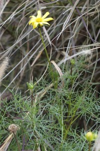 Coreopsis maritima