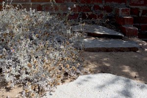 Corethrogyne filaginifolia next to steps