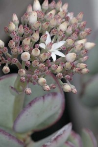Crassula argentea