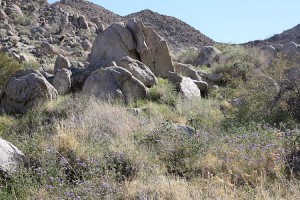 Desert landscape with wild heliotrope Phacelia distans - Copy