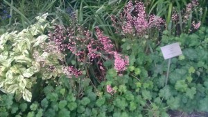 Disney Hall Garden Heuchera maxima