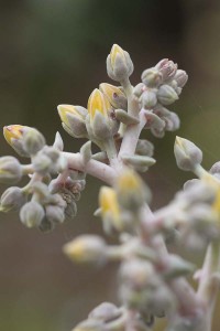 Dudleya saxosa ssp aloides