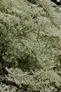 Eriogonum giganteum in bud