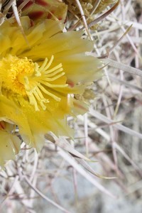 Ferocactus cylindraceus flower closeup - Copy