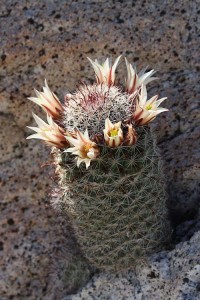 Fishhook cactus Mammilaria dioica - Copy
