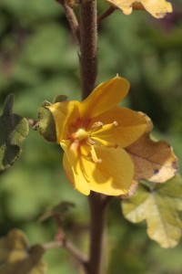 Fremontodendron mexicanum