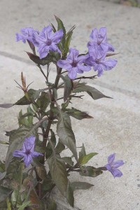 GBBD January 2010 Ruellia brittoniana