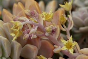 Graptopetalum with flowers 2