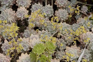 Graptopetalum with flowers