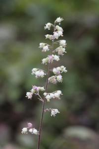 Heuchera maxima