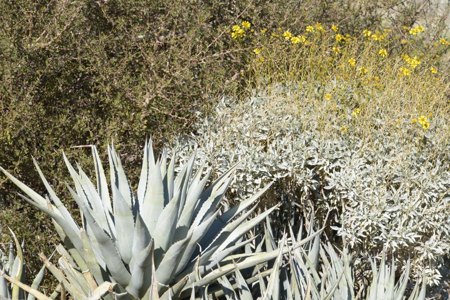 Jnauary bloomers at ABDSP visitor center