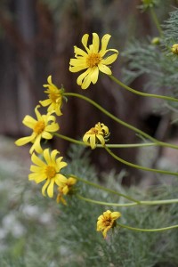 Leptosyne gigantea