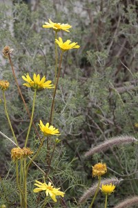 Leptosyne maritima