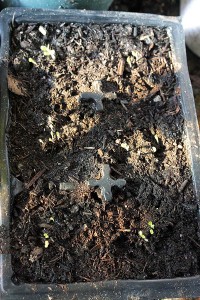 Lettuce in the greenhouse germinating