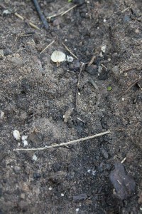 Lettuce outdoors_still no germination