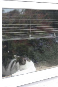 Nile asleep in the window