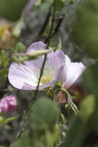 Oenothera mexicana