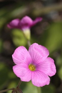 Oxalis bowiei