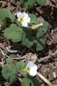 Oxalis pupurea_white form