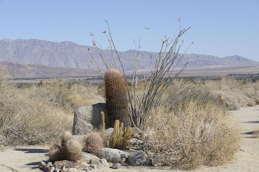 Plant grouping at ABDSP Visitor Center
