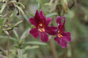 Red monkeyflower
