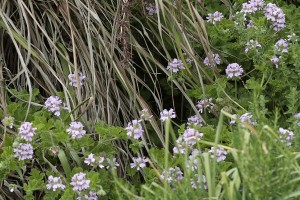 Rose geranium