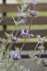 Salvia clevelandii Winnifred Gilman 2