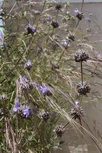 Salvia clevelandii Winnifred Gilman