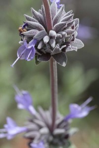 Salvia clevelandii Winnifred Gilman 3
