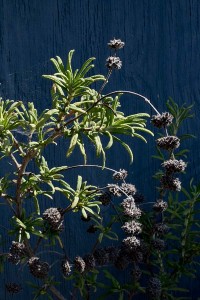 Salvia mellifera repens