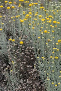 Santolina chamaecyparissus 2