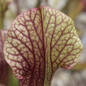 Sarracenia Judith Hindle zone 1