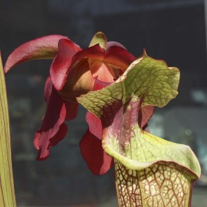 Sarracenia Leah WIlkerson pitcher and flower