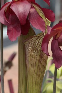 Sarracenia Leah Wilkerson