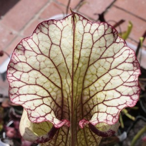 Sarracenia Leah Wilkerson zone 1