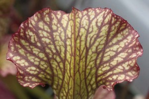 Sarracenia Mardi Gras zone 1