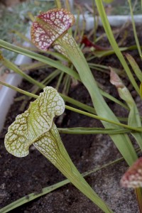 Sarracenia Sky Watcher