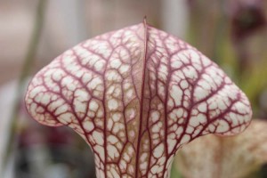 Sarracenia W.C. zone 1