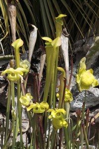 Sarracenia alata with flowers