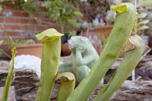 Sarracenia alata x minor with garden art frog