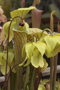 Sarracenia flava x oreophila