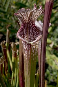 Sarracenia leucophyll Hot Pink