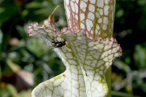 Sarracenia leucophylla Super Swamp Ghost with fly detail