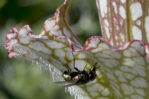 Sarracenia leucophylla Super Swamp Ghost with fly tight crop
