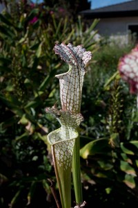 Sarracenia leucophylla Super Swamp Ghost_full frame