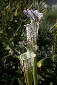 Sarracenia leucophylla Super Swamp Ghost_medium crop