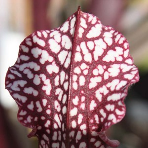 Sarracenia leucophylla red Franklin County zone 1