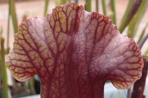 Sarracenia mitchelliana zone 1